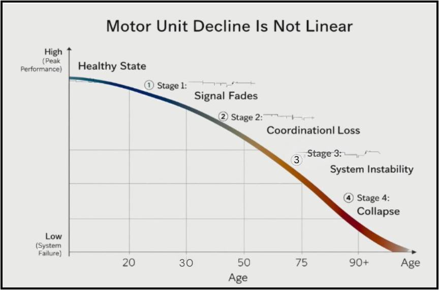 Diagram showing four stages of motor-unit decline across the lifespan: signal fades, coordination loss, system instability, and collapse.